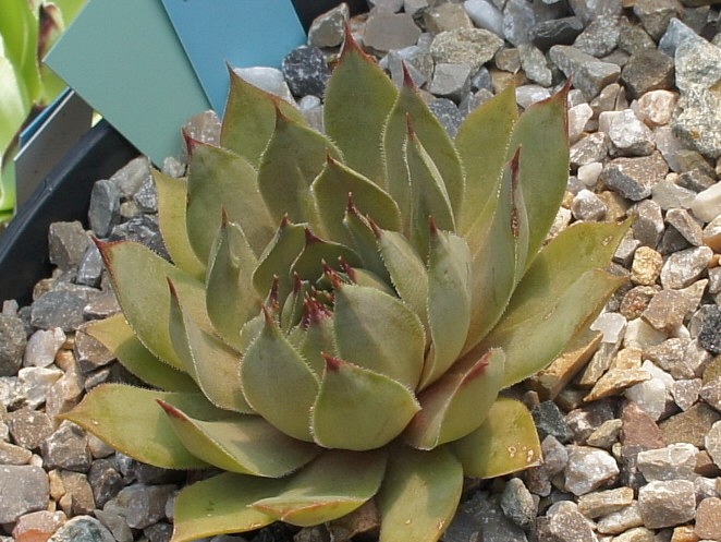 Vogro 4