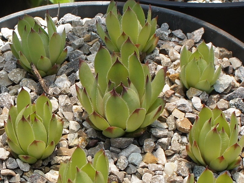 Vogro 6
