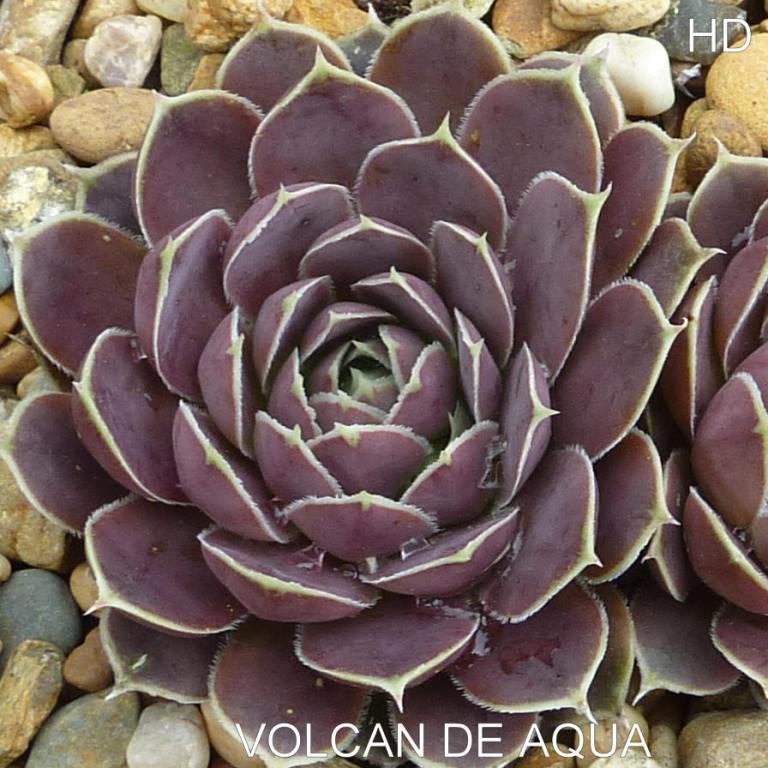 Volcan de Aqua / Jovi