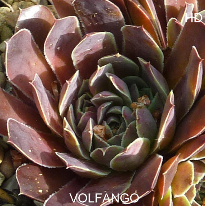Volfango / Jovi