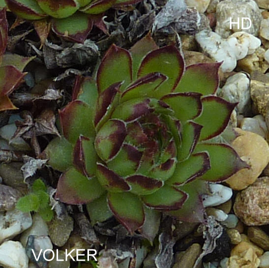 Volker