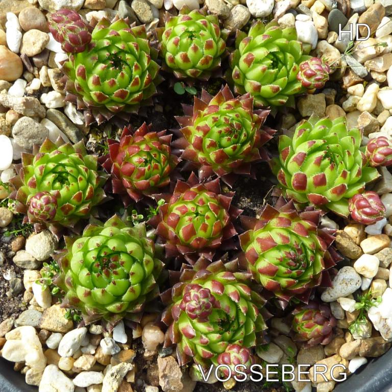 Vosseberg / Jovi