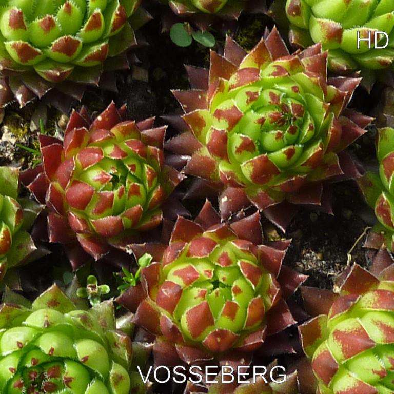 Vosseberg / Jovi