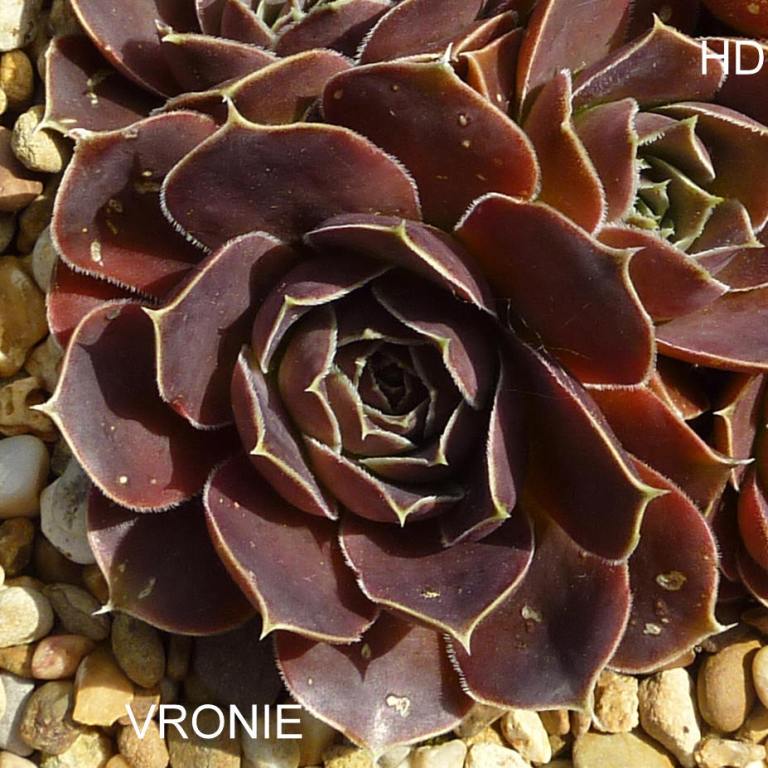 Vronie / Jovi