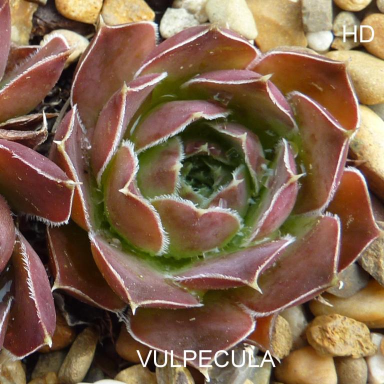 Vulpecula / Jovi