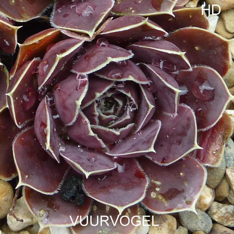 Vuurvogel / Jovi