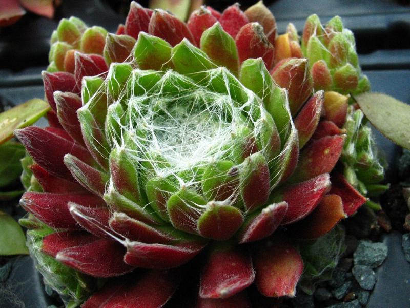 Web of Intrege