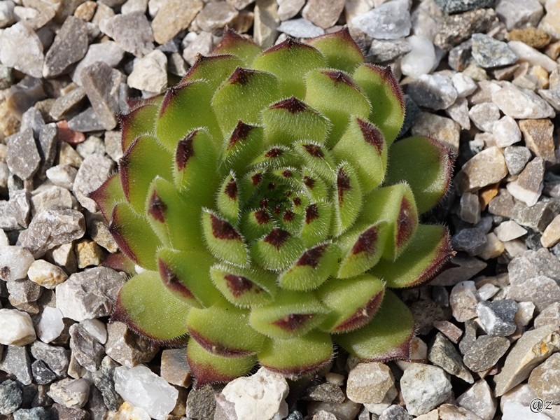 Vertina