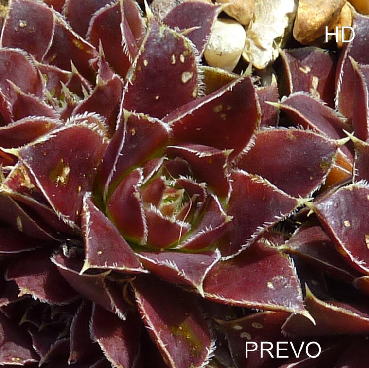Prevo / Jovi