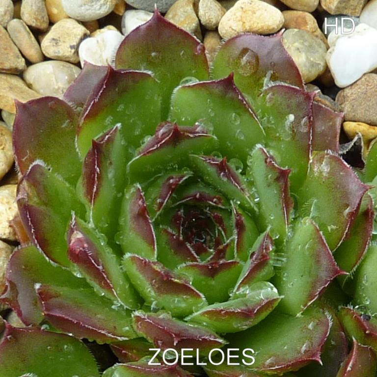 Zoeloes / Jovi