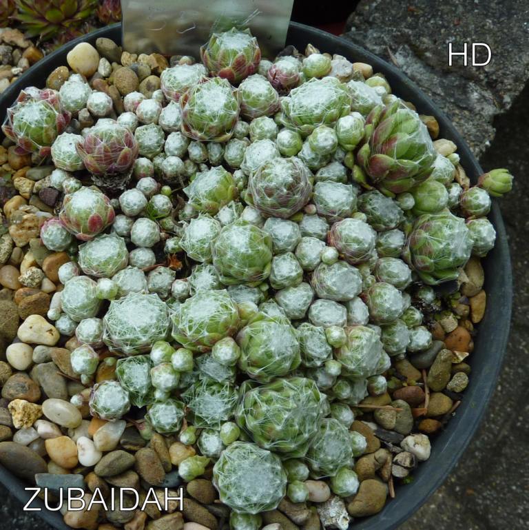 Zubaidah