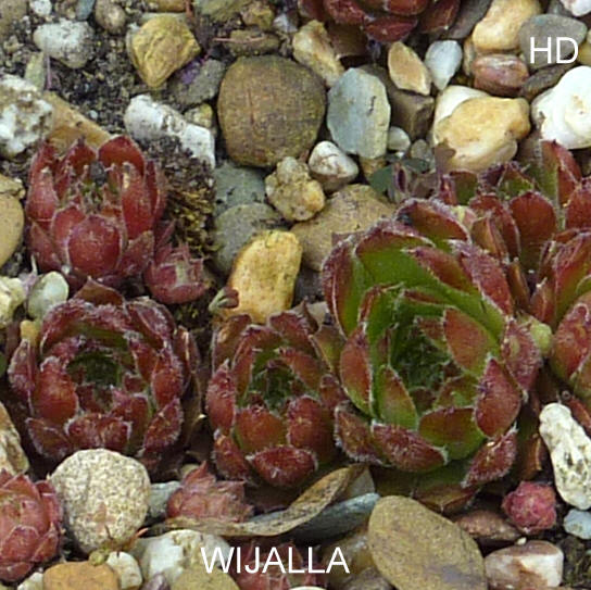 Wijalla