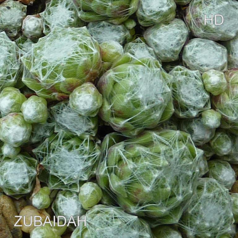 Zubaidah