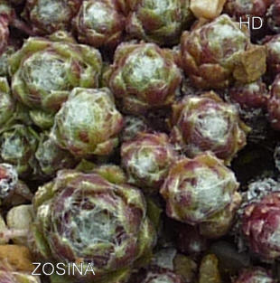 Zosina
