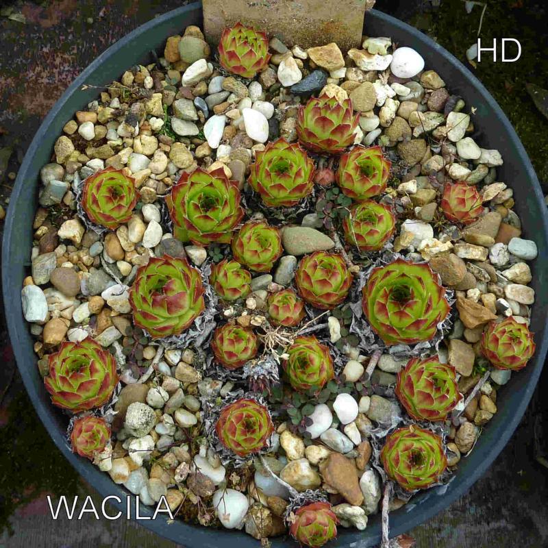 Wacila