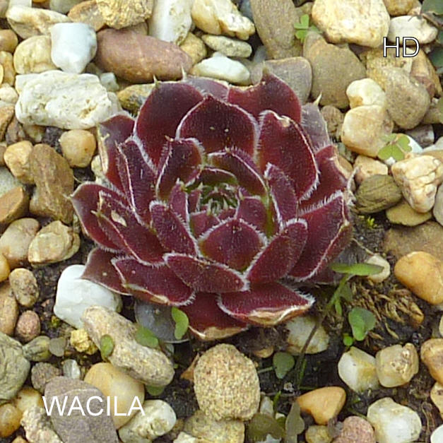 Wacila / Jovi