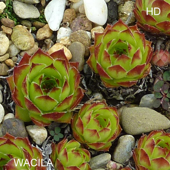 Wacila