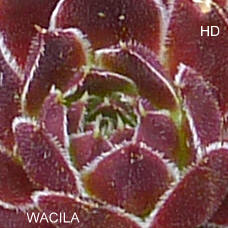 Wacila / Jovi