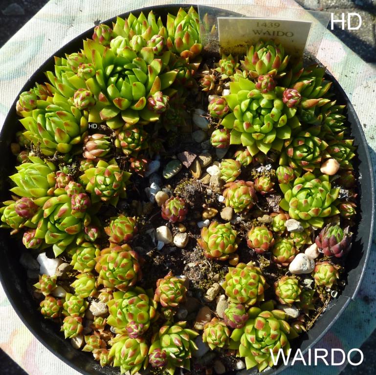 Wairdo / Jovi
