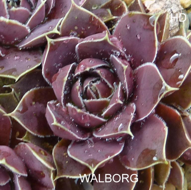 Walborg / Jovi