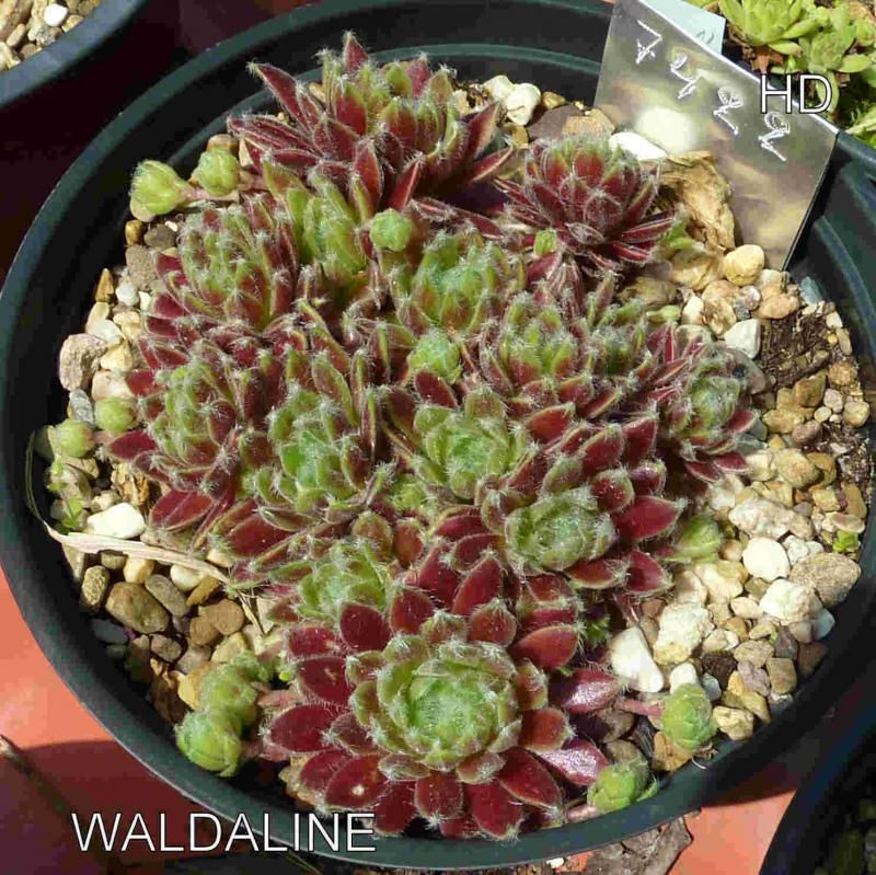 Waldaline