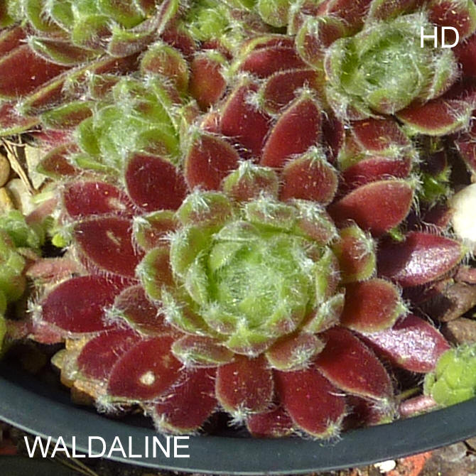 Waldaline