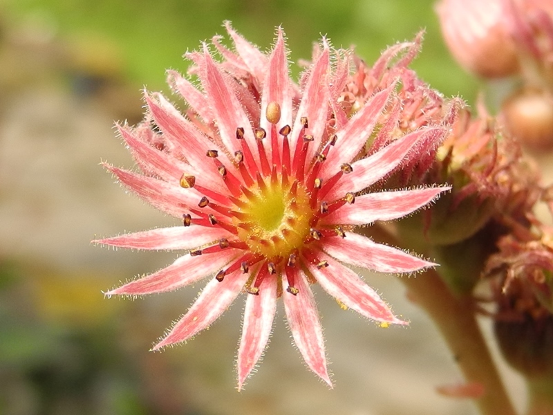 Waldmeister