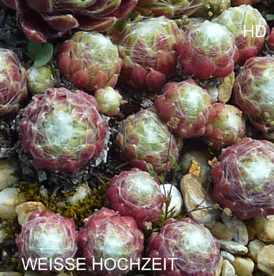 Weisse Hochzeit