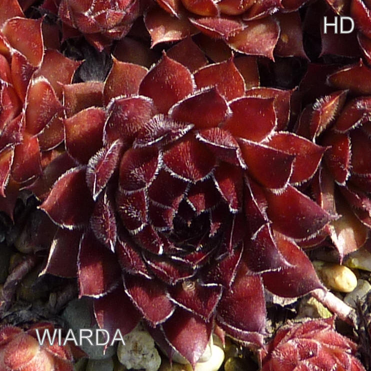 Wiarda