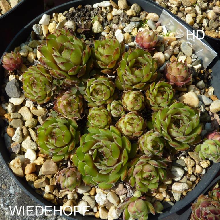 Wiedehopf
