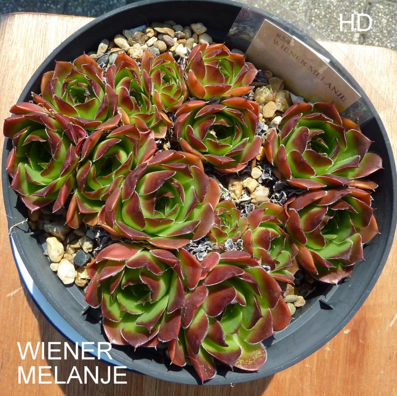 Wiener Melanje / Jovi