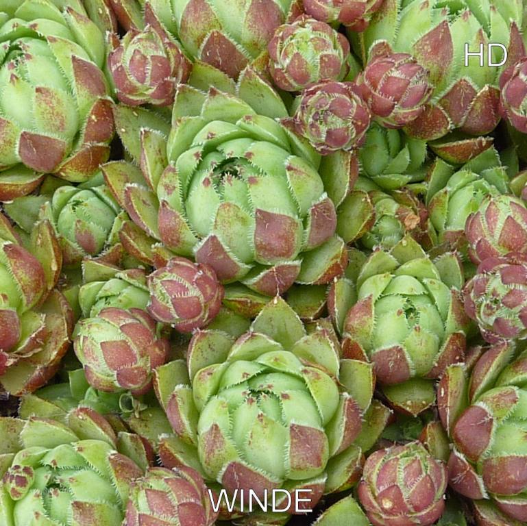 Winde / Jovi