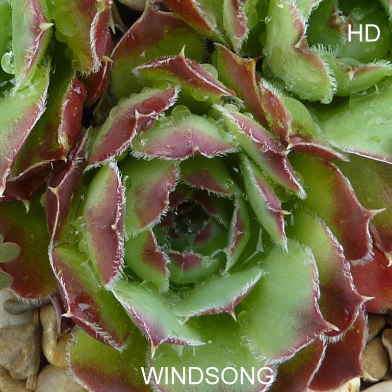 Windsong / Jovi