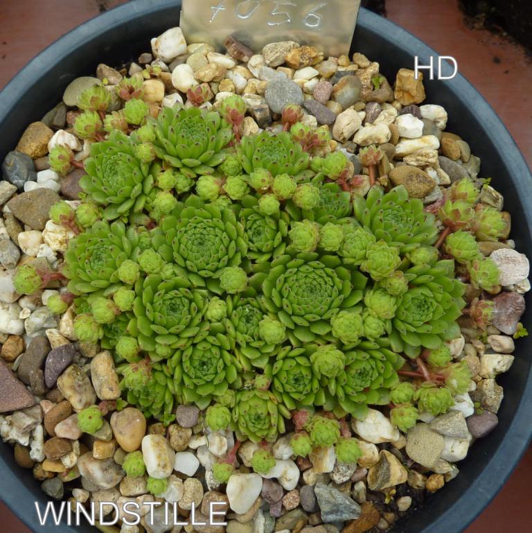 Windstille