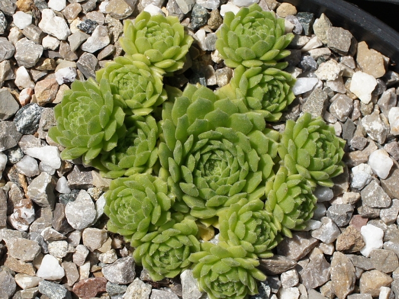 Windstille