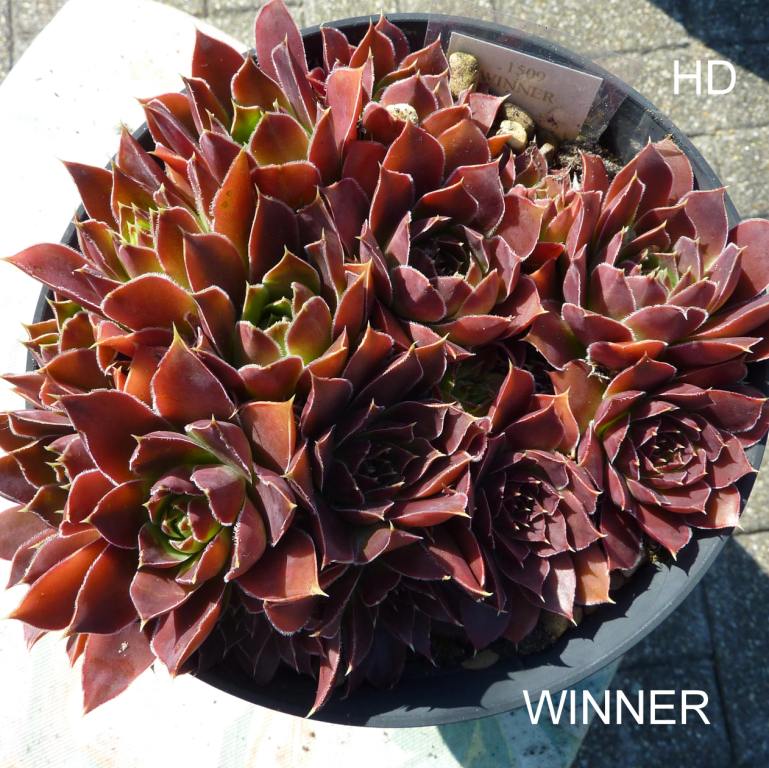 Winner / Jovi