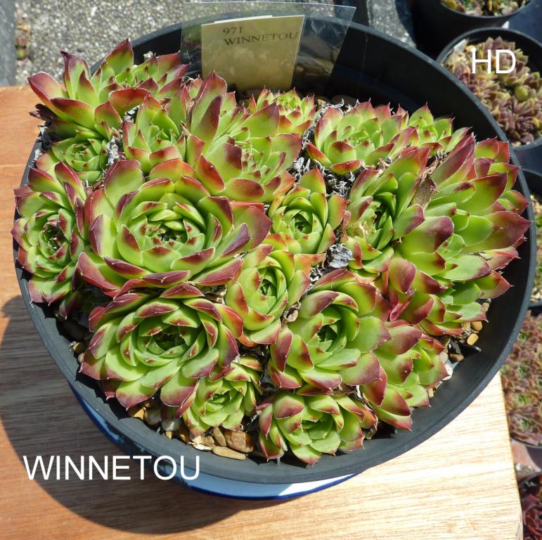 Winnetou / Jovi
