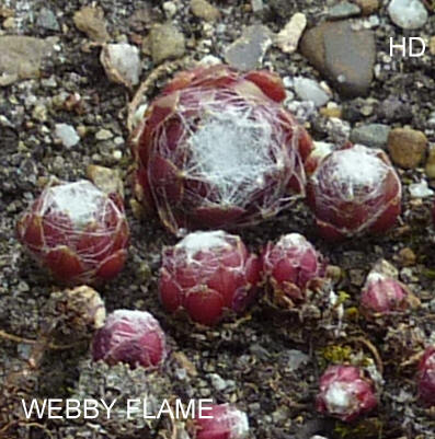 Webby Flame