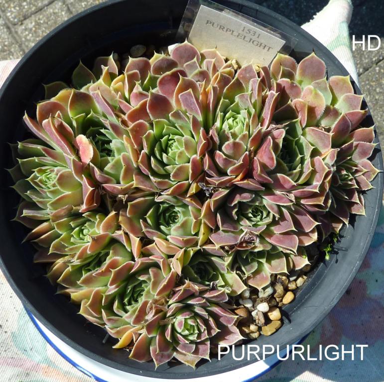 Purpurlicht / Jovi