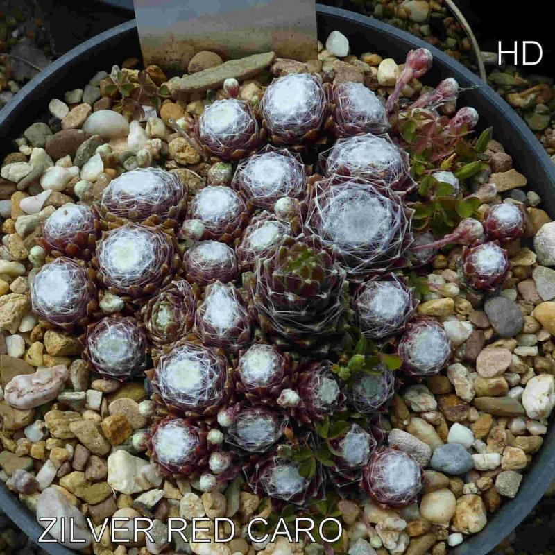 Zilver Red Caro