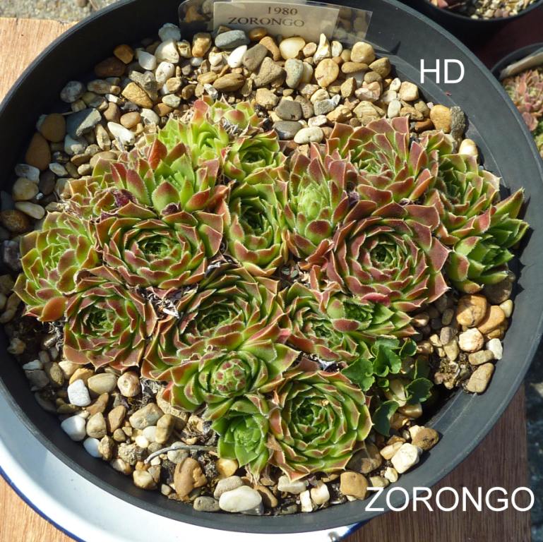 Zorongo / Jovi