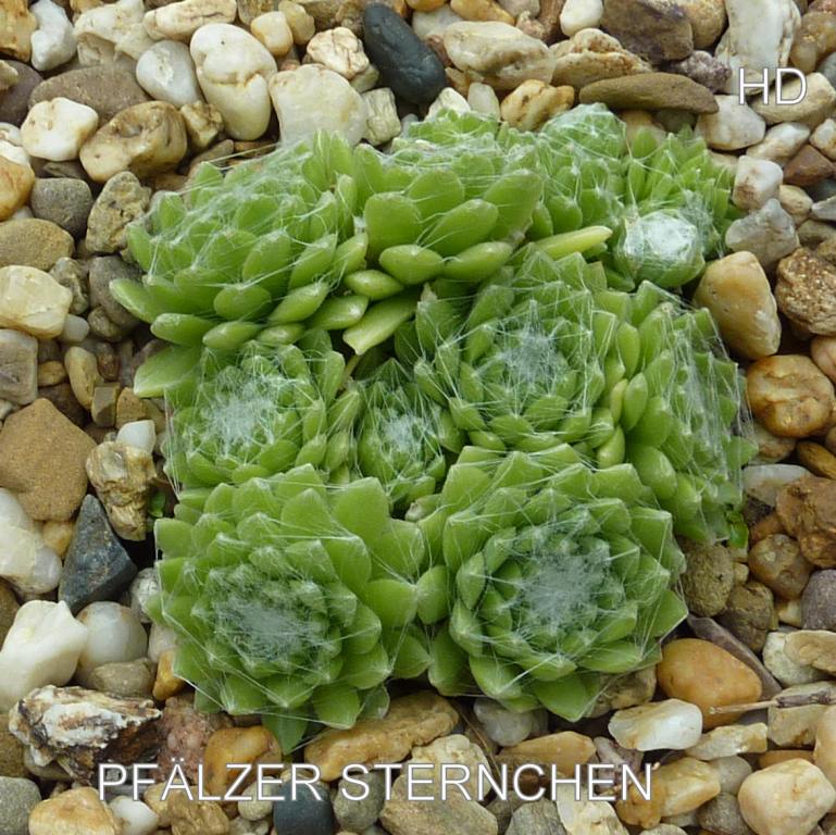 Pfälzer Sternchen