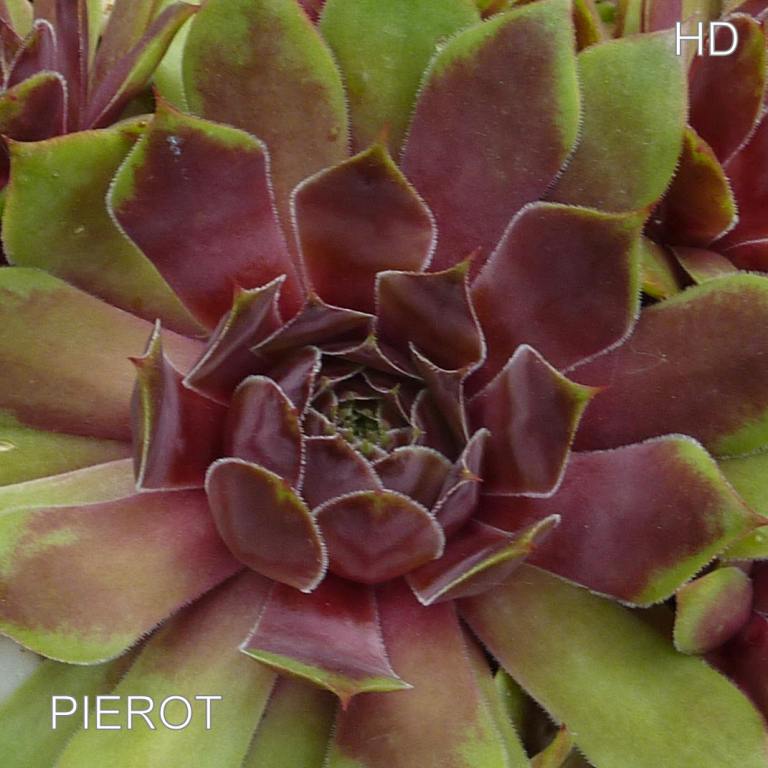 Pierot