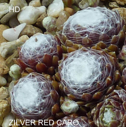 Zilver Red Caro