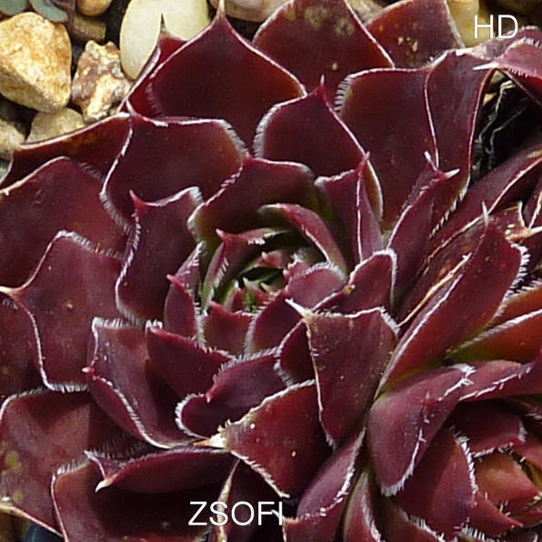 Zsofi / Jovi
