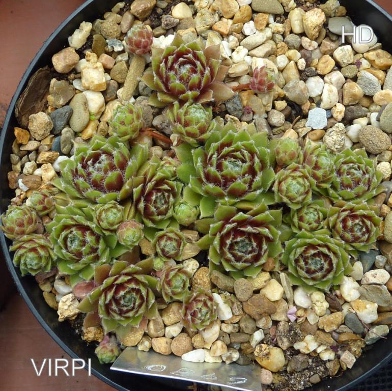 Virpi