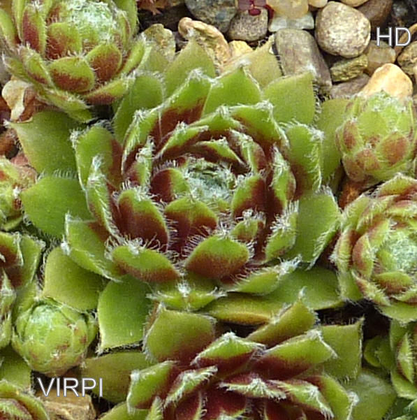 Virpi