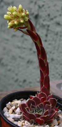 Purpurlicht / Jovi
