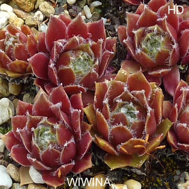 Wiwina