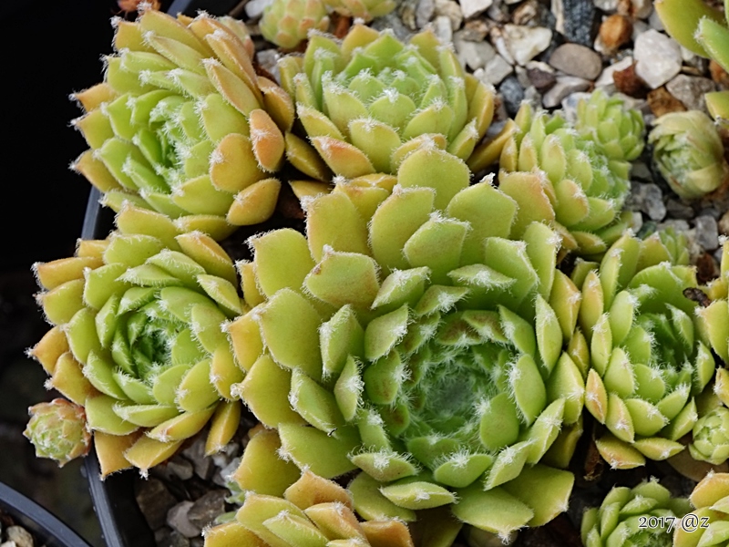 Virpi